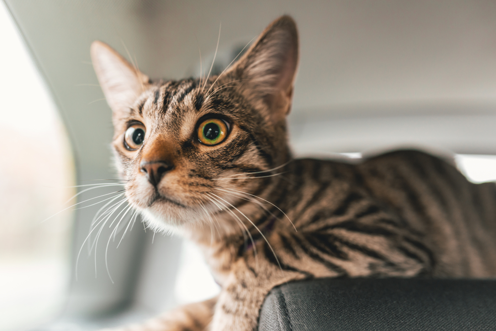 nervous cat inside car traveling