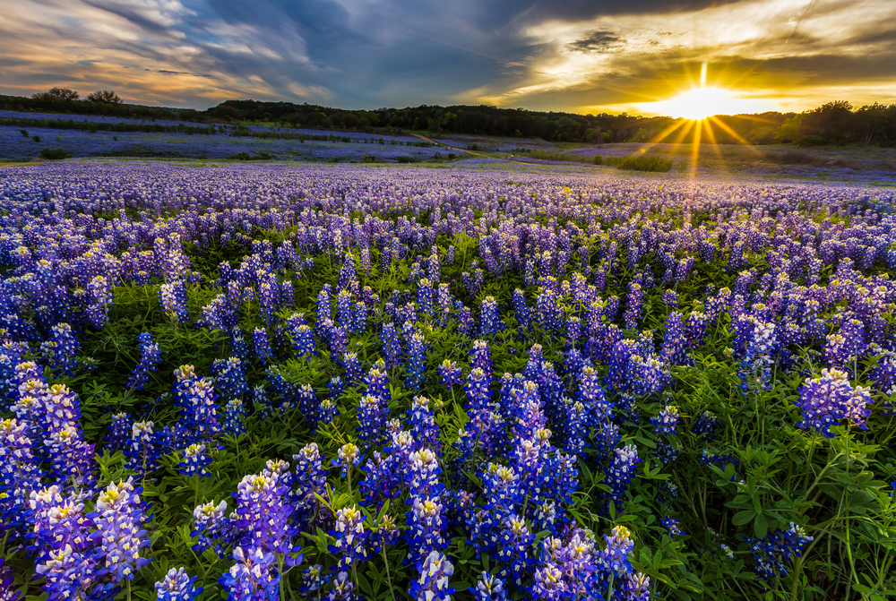 bluebonnet trails in ennis texas